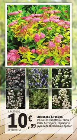 E.Leclerc Arbustes à fleurs offre