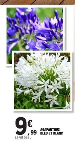 E.Leclerc Agapanthus bleu et blanc offre
