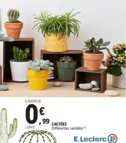 E.Leclerc Cactées offre