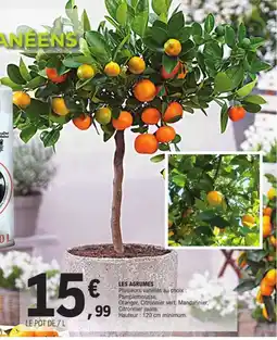 E.Leclerc Les agrumes offre