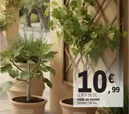 E.Leclerc Vigne ou figuier offre