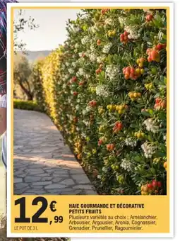 E.Leclerc Haie gourmande et décorative petits fruits offre
