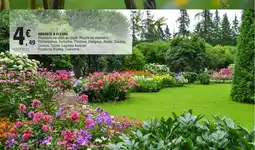 E.Leclerc Arbuste à fleurs offre