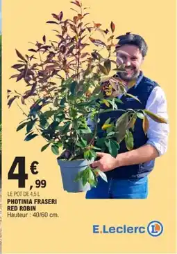 E.Leclerc Photinia fraseri red robin offre
