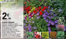 E.Leclerc Plantes à massifs offre