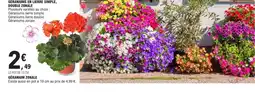 E.Leclerc Géranium zonale offre