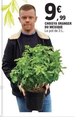 E.Leclerc Choisya oranger du mexique offre