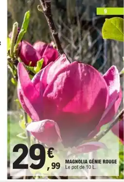 E.Leclerc Magnolia génie rouge offre