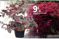 E.Leclerc Loropétalum en fleurs offre