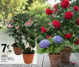 E.Leclerc Camélia offre