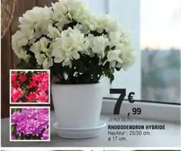 E.Leclerc Rhododendron hybride offre