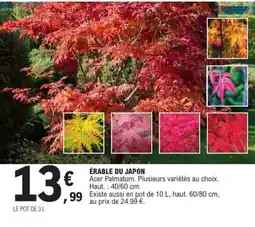 E.Leclerc Érable du japon offre