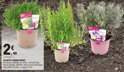 E.Leclerc Plantes aromatiques offre