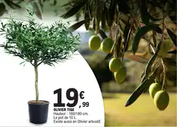 E.Leclerc Olivier tige offre