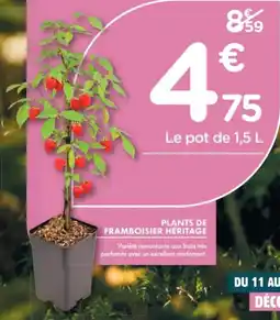 Point Vert Plants de framboisier héritage offre