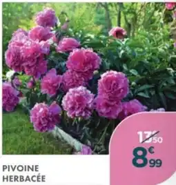 Point Vert Pivoine herbacée offre