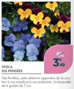 Point Vert Viola ou pensées offre