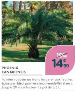 Point Vert Phoenix canariensis offre