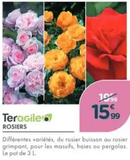 Point Vert Teragile rosiers offre