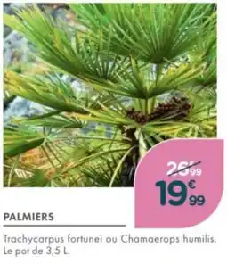 Point Vert Palmiers offre