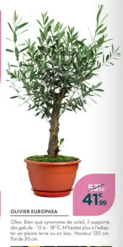Point Vert Olivier europaea offre