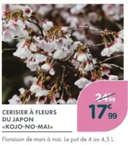 Point Vert Cerisier à fleurs du japon kojo-no-mai offre