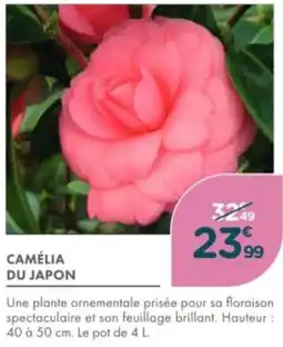 Point Vert Camélia du japon offre
