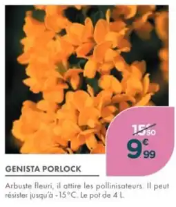 Point Vert Genista porlock offre