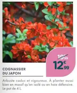 Point Vert Cognassier du japon offre