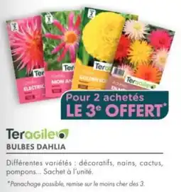 Point Vert Teragile bulbes dahlia offre