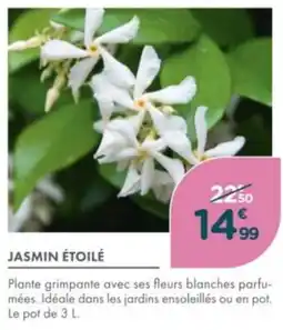 Point Vert Jasmin étoilé offre