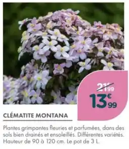 Point Vert Clematite montana offre