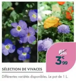 Point Vert Sélection de vivaces offre
