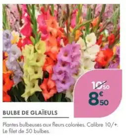 Point Vert Bulbe de glaïeuls offre