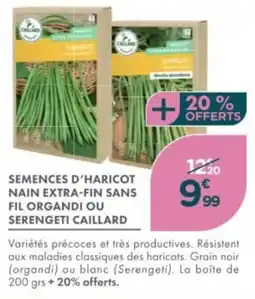 Point Vert Semences d'haricot nain extra-fin sans fil organdi ou serengeti caillard offre