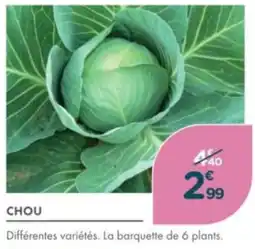 Point Vert Chou offre