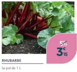Point Vert Rhubarbe offre