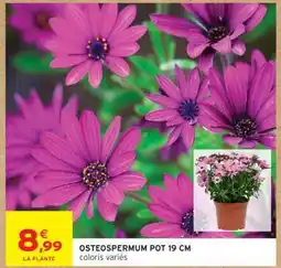 Intermarché OSTEOSPERMUM POT 19 CM offre