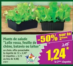 Norma Plants de salade offre