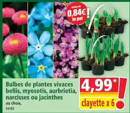 Norma Bulbes de plantes vivaces bellis, myosotis, aurbrietia, narcisses ou jacinthes offre