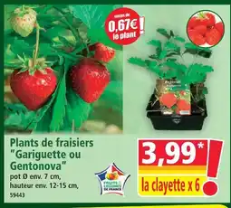 Norma Plants de fraisiers ”gariguette ou gentonova” offre