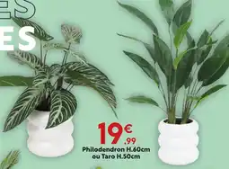 Maxi Bazar Philodendron h.60cm ou taro h.50cm offre