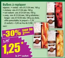 Norma Bulbes à repiquer offre