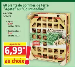 Norma Sanrival plants de pommes de terre agata offre