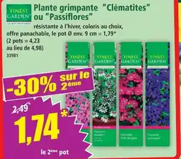 Norma Finest garden plante grimpante clématites offre