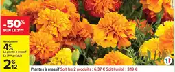 Carrefour Plantes à massif offre