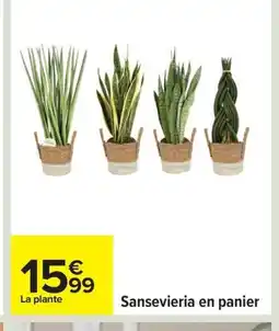 Carrefour Sansevieria en panier offre
