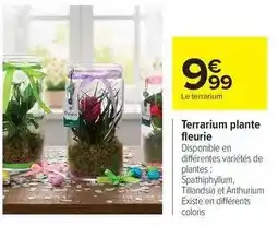 Carrefour Drive Terrarium plante fleurie offre