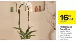 Carrefour Drive Phalaenopsis grandfifora offre