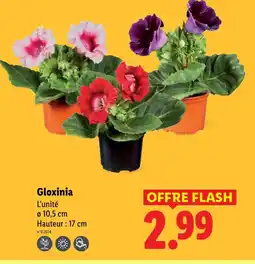 Lidl Gloxinia offre